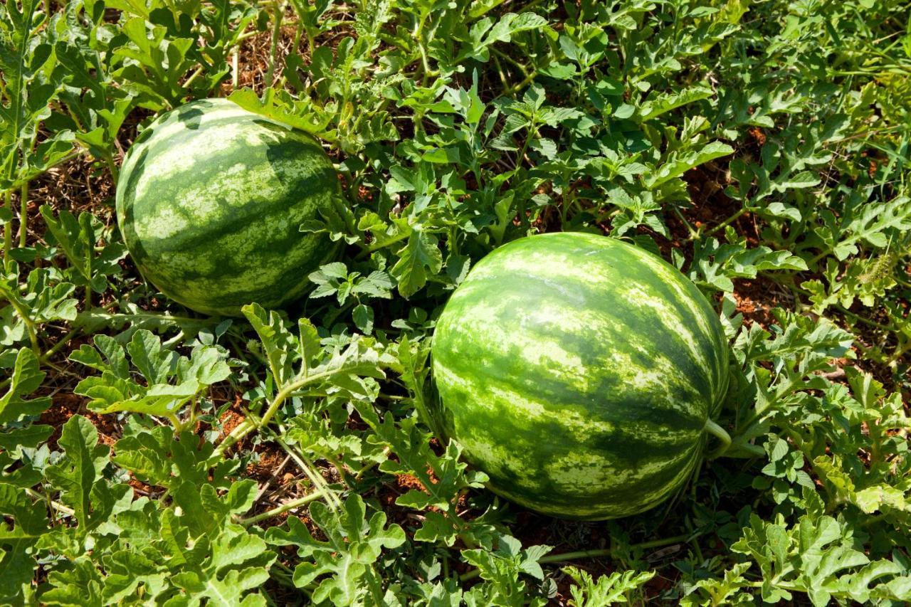 Agroturisme Can Planells Sant Miquel de Balansat Εξωτερικό φωτογραφία
