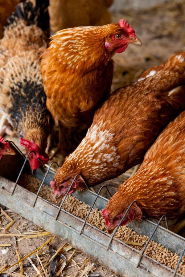 Agroturisme Can Planells Sant Miquel de Balansat Εξωτερικό φωτογραφία