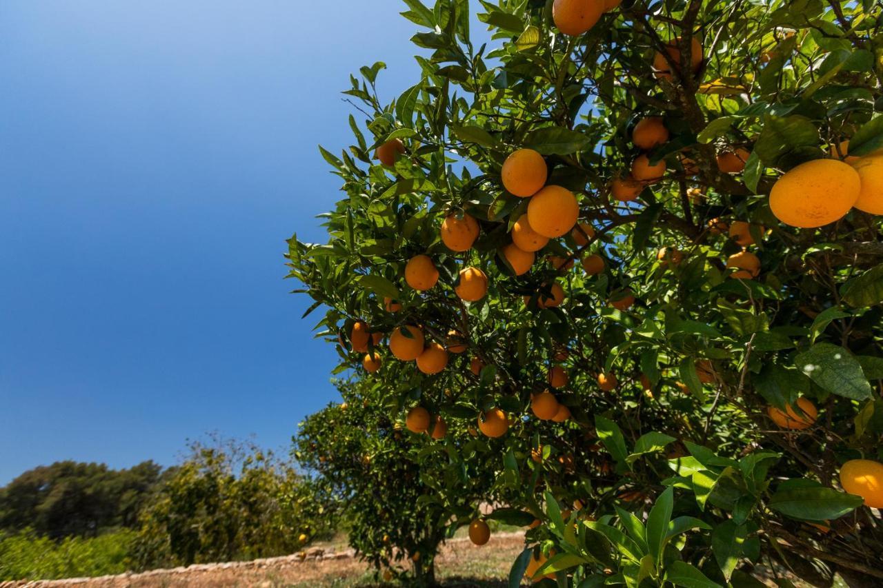 Agroturisme Can Planells Sant Miquel de Balansat Εξωτερικό φωτογραφία