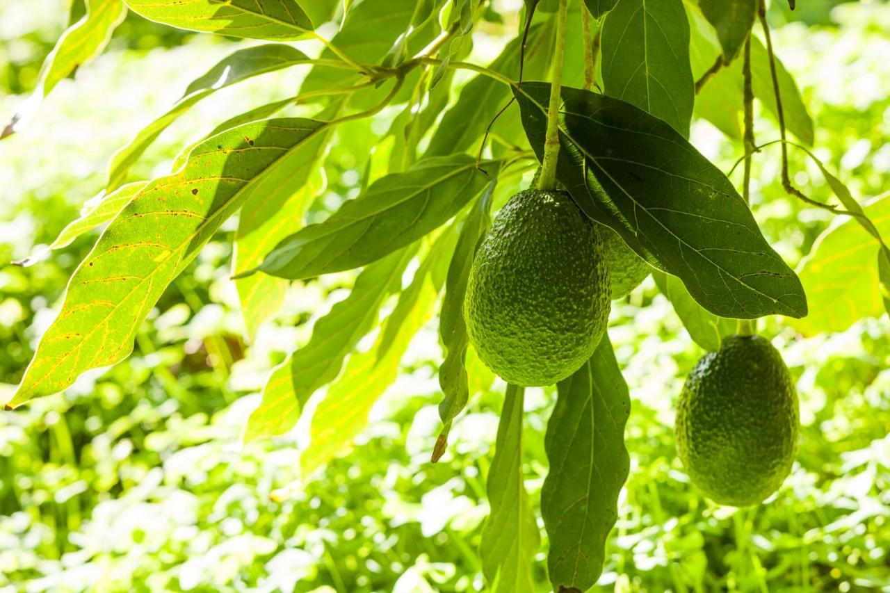 Agroturisme Can Planells Sant Miquel de Balansat Εξωτερικό φωτογραφία