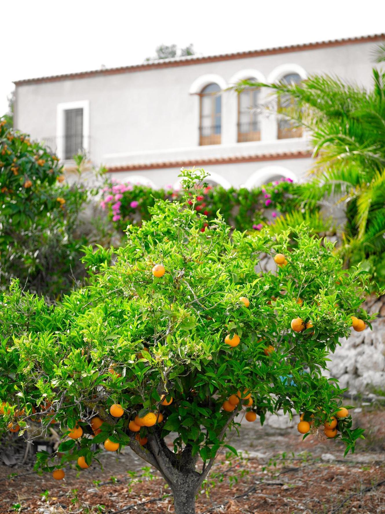 Agroturisme Can Planells Sant Miquel de Balansat Εξωτερικό φωτογραφία