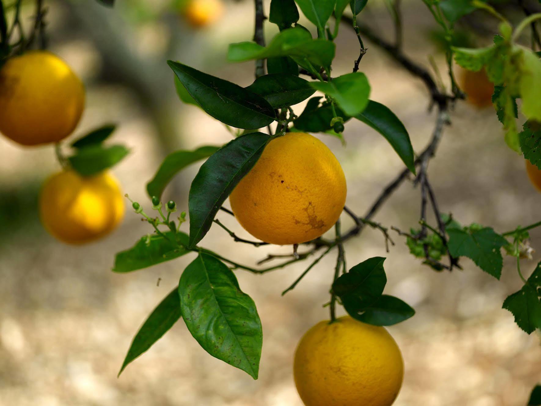 Agroturisme Can Planells Sant Miquel de Balansat Εξωτερικό φωτογραφία
